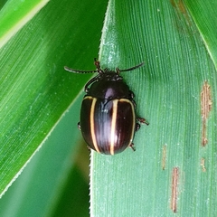 Doryphorina