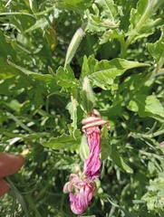 Oenothera tetraptera