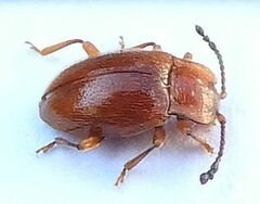 Danae testacea