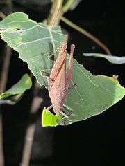 Desmoptera truncatipennis