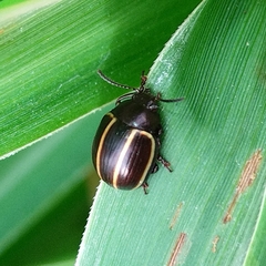 Doryphorina