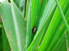 Doryphorina