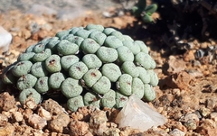 Conophytum