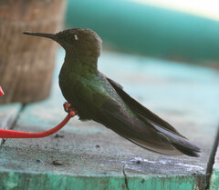 Heliodoxa leadbeateri