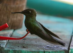 Heliodoxa leadbeateri