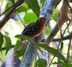 Thamnophilus amazonicus