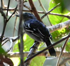 Thamnophilus amazonicus