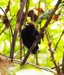 Sakesphorus luctuosus