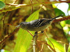 Thamnophilus caerulescens