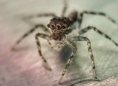 Spartaeinae