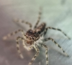 Spartaeinae