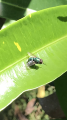 Chrysomya rufifacies