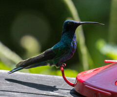 Colibri