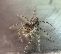 Spartaeinae