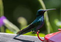 Colibri