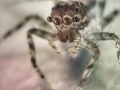 Spartaeinae