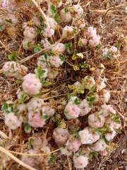 Trifolium tomentosum