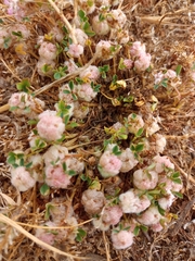 Trifolium tomentosum