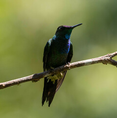 Heliodoxa leadbeateri