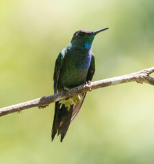 Heliodoxa leadbeateri