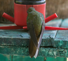 Boissonneaua flavescens