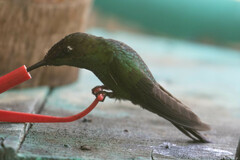 Heliodoxa leadbeateri