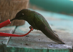 Heliodoxa leadbeateri