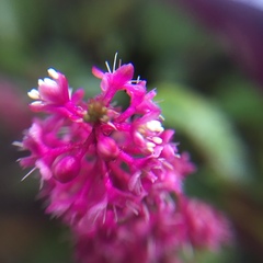 Phytolacca rugosa