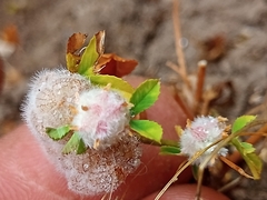 Trifolium tomentosum