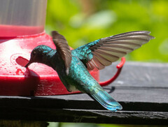 Colibri cyanotus