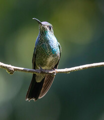 Heliodoxa leadbeateri
