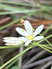 Nothoscordum bivalve