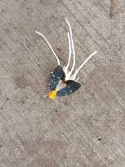 Cerogenes auricoma