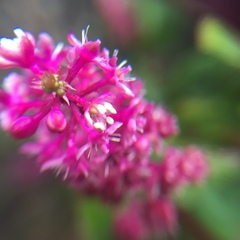 Phytolacca rugosa