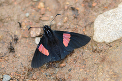 Mimoniades nurscia