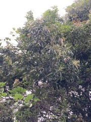 Castanopsis formosana