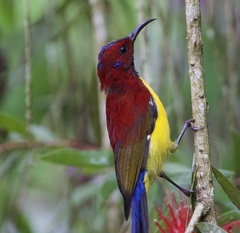 Aethopyga gouldiae