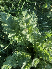Jacobaea