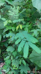 Albizia odoratissima