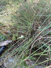 Nothoscordum bivalve