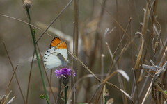 Colotis
