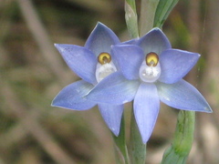 Thelymitra pauciflora