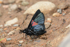Mimoniades nurscia