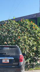 Cordia sebestena