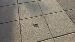 Lithobius forficatus