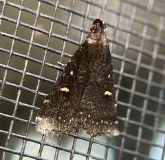 Tetanolita mynesalis