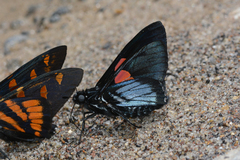 Mimoniades nurscia