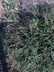 Cotoneaster hjelmqvistii