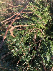 Cotoneaster hjelmqvistii