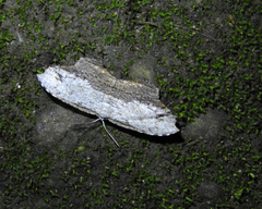 Schidax squamaria